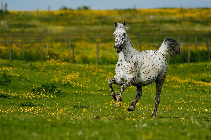 Knabstrupper running