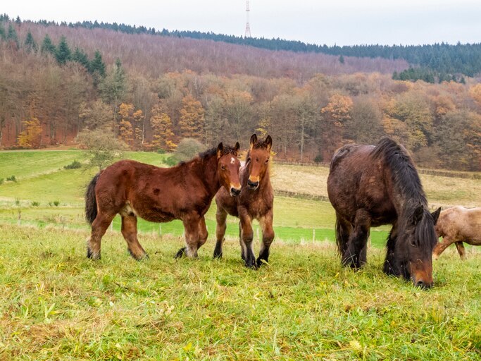 Ardennais horses