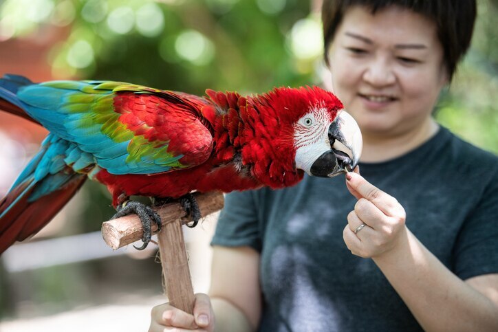 woman feeding a macaw pet a treat