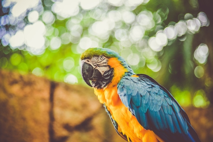 blue and yellow macaw close up