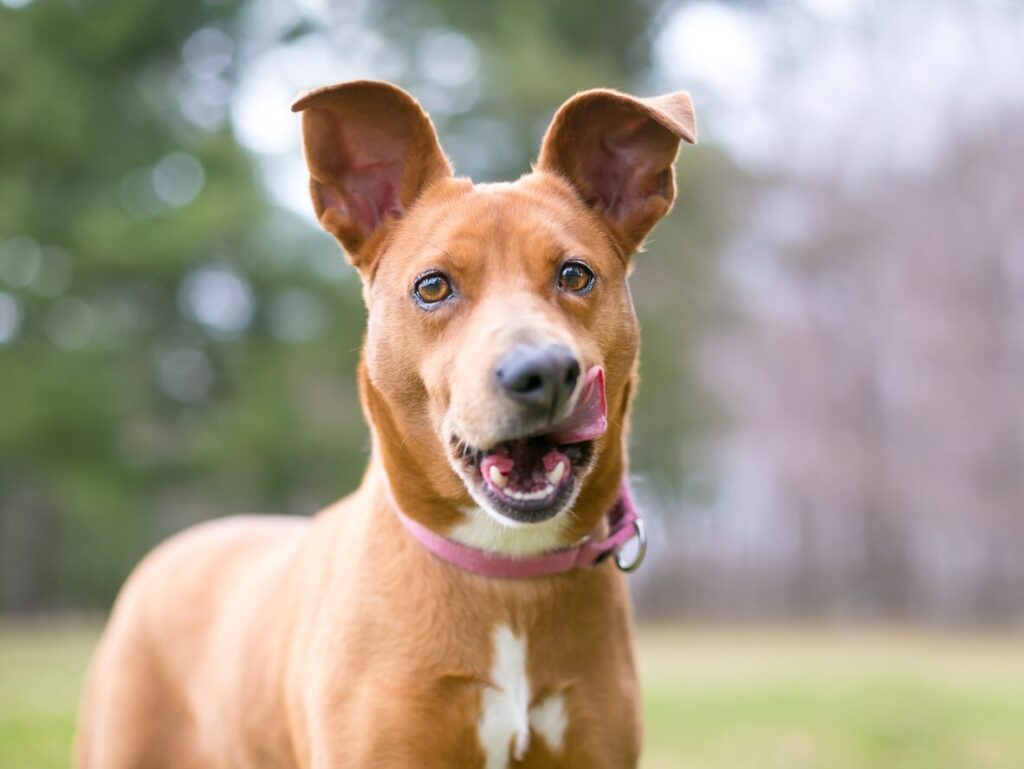 brown dog licking lips