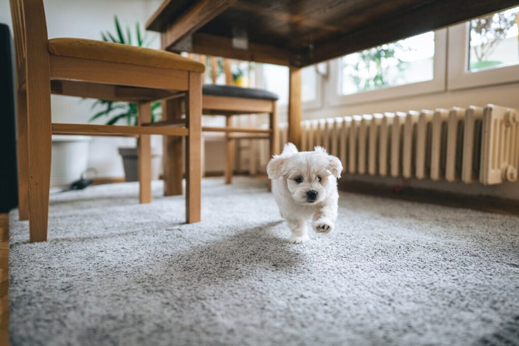 white puppy running inside under table