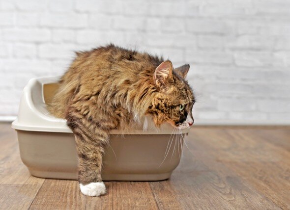 cat climbing out of litterbox