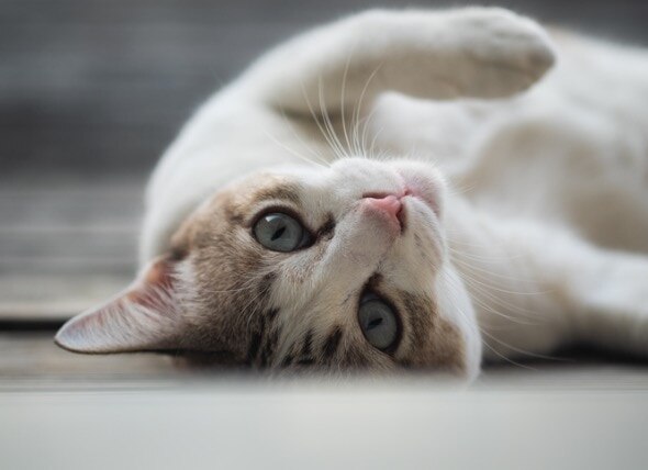 cat