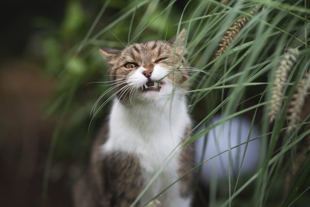 Stomatitis in cats - cat teeth