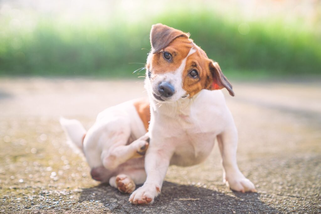 seborrhea in dogs; a dog scratches themselves, a symptom of seborrhea.