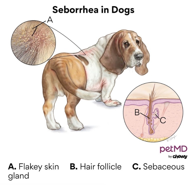 seborrhea in dogs; a diagram of seborrhea in dogs.