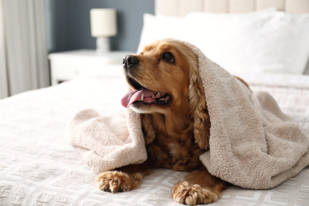 A dog lays on a bed with a blanket.