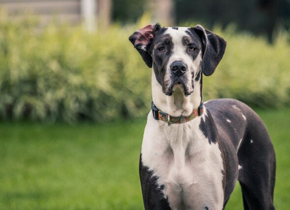 A Great Dane standing up in the grass