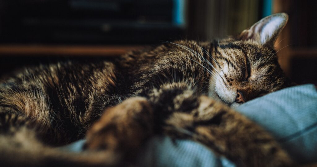 A cat sleeps on a couch.