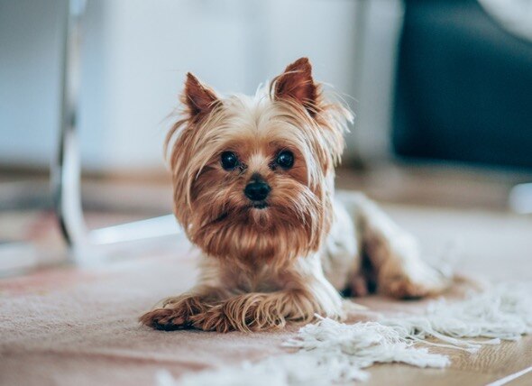 yorki-terrier-sitting-on-carpet
