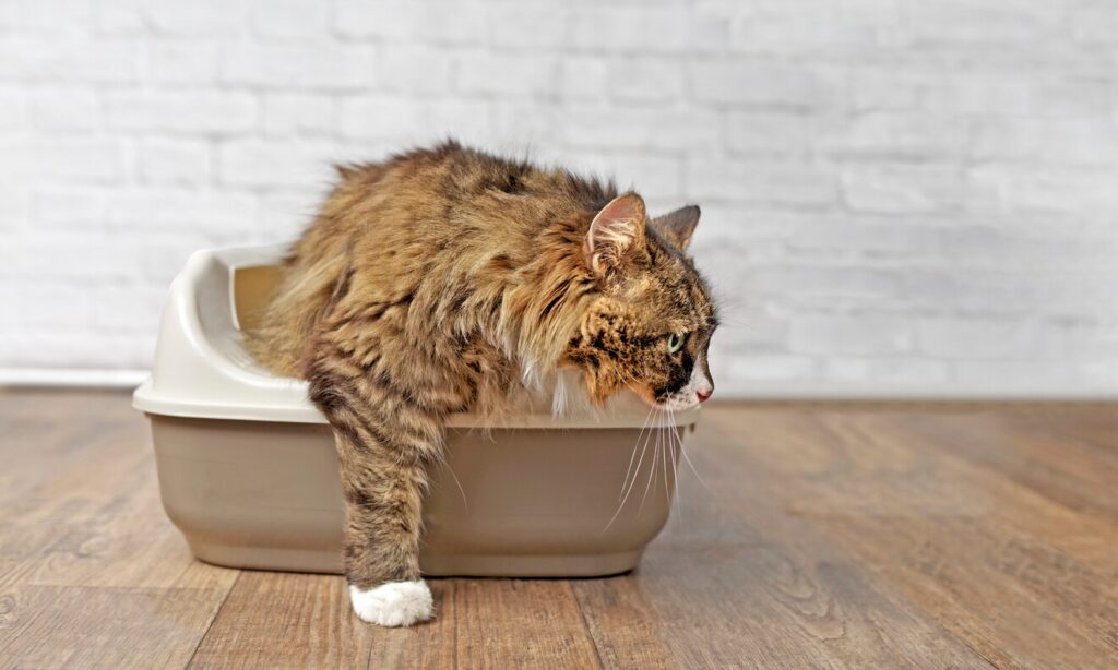 cat-sniffing-litterbox