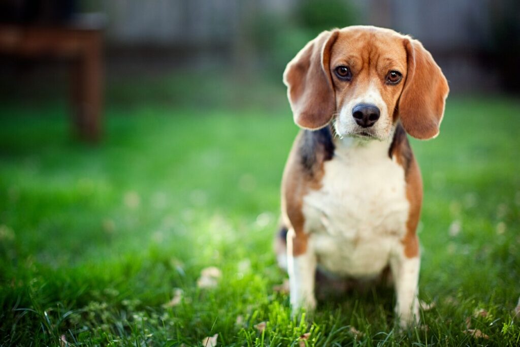 beagle-sitting-in-grass