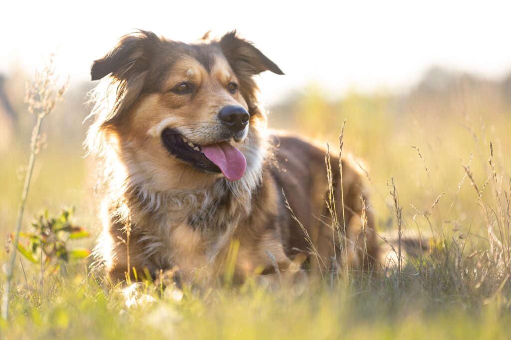 dog hives; a dog sits in an on open field.