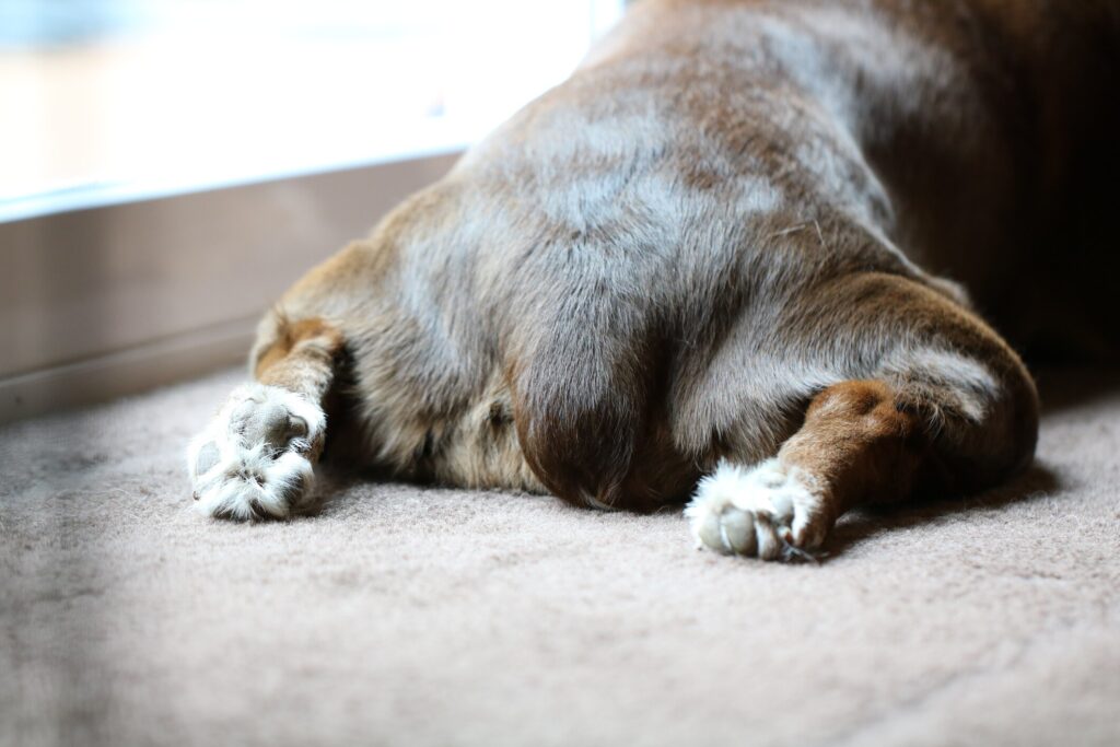 A dog lays down with their feet out.