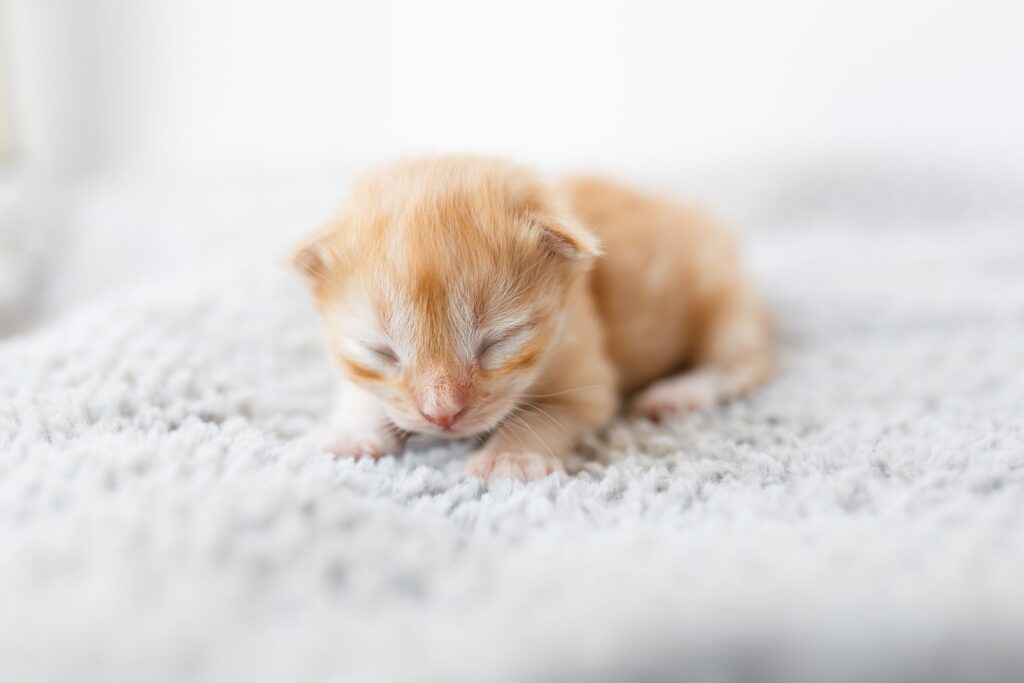 small newborn orange tabby kitten by itself, possibly experiencing fading kitten syndrome