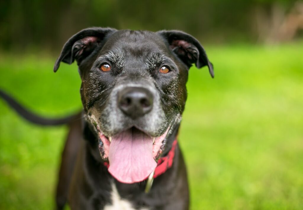 smiling-dog-in-grass