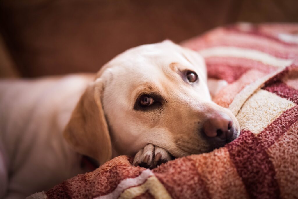 dog-laying-on-couch-looking-at-camera