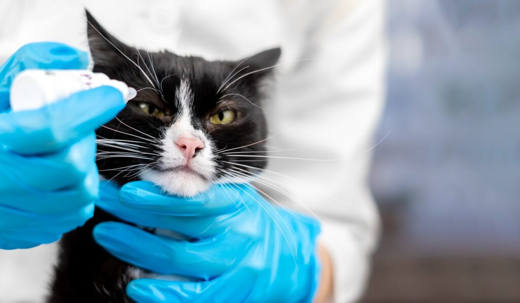 Close-up of a veterinarian in a white coat and medical gloves dripping drops into the eye of a black and white cat with a large mustache in the clinic