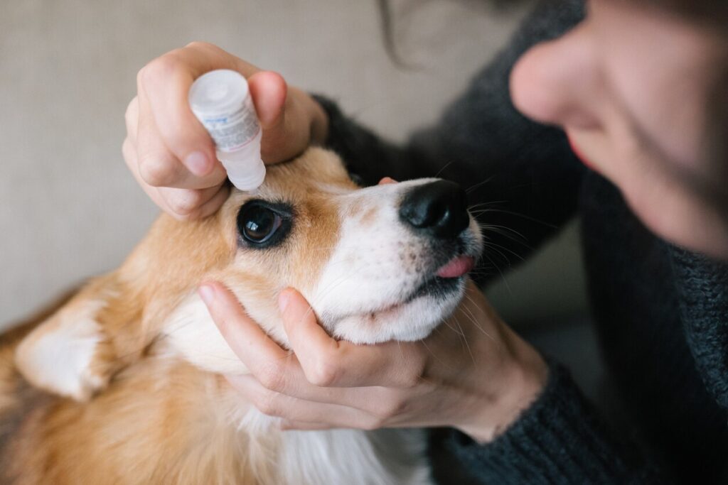 Dog grooming: eye drops for a corgi
