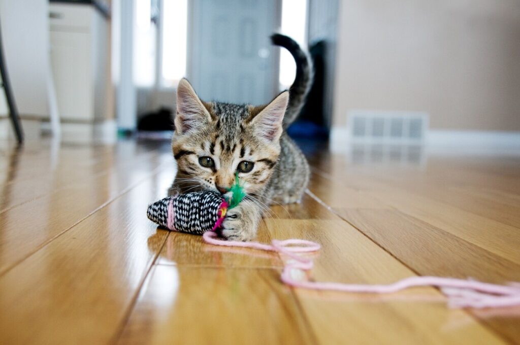Kitten plays with toy mouse