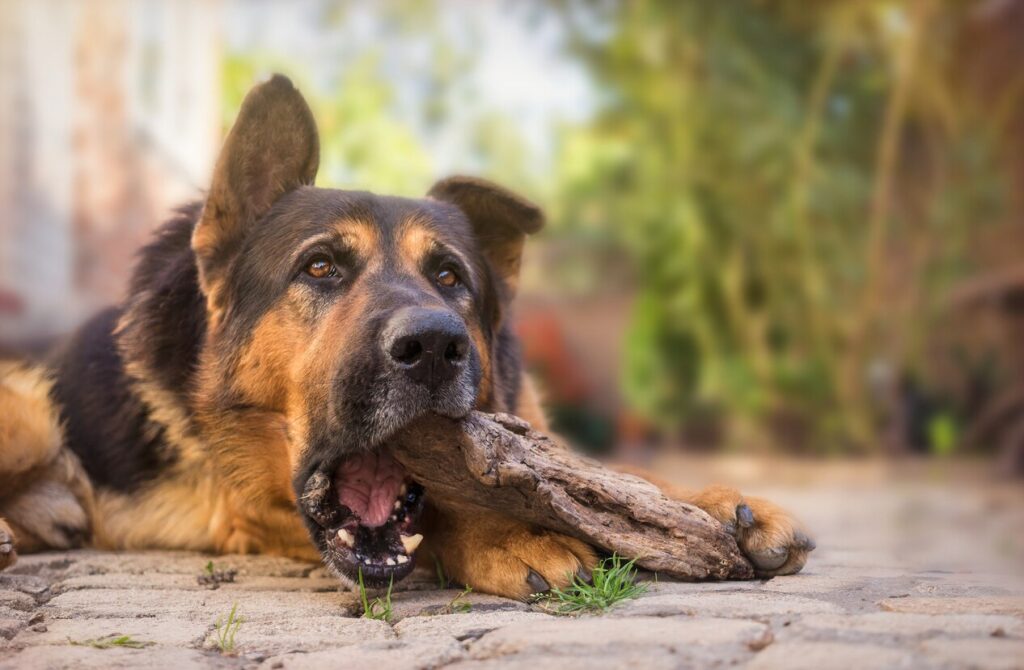Beautiful large german shepherd in the autumn yard. Cute domestic animal and a guard