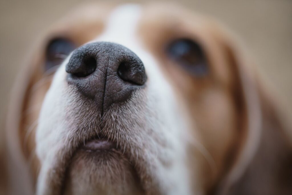 closeup portrait of tricolor beagle dog, focus on the nose