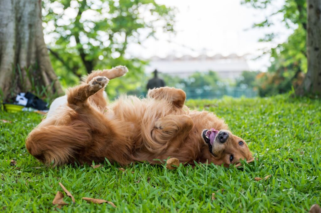 grass allergies in dogs; a dog rolls around in the grass.