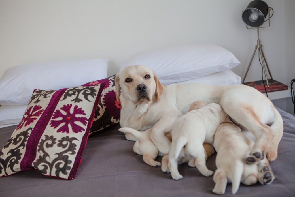 Mother Labrador Retriever feeds her puppies