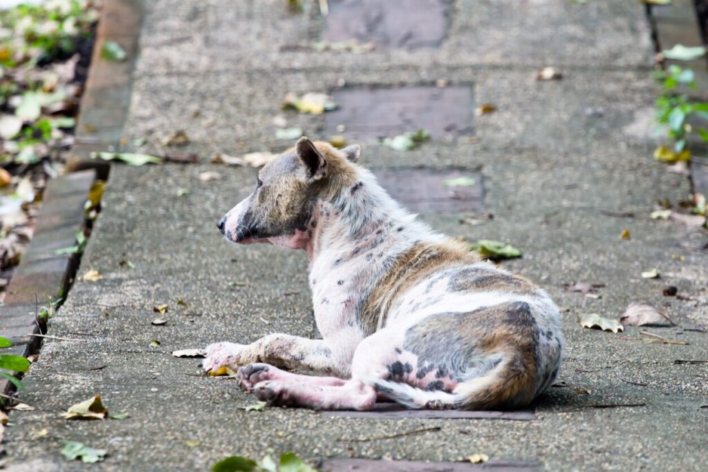 sarcoptic mange in dogs; Thai dog skin disease sarcoptic mange