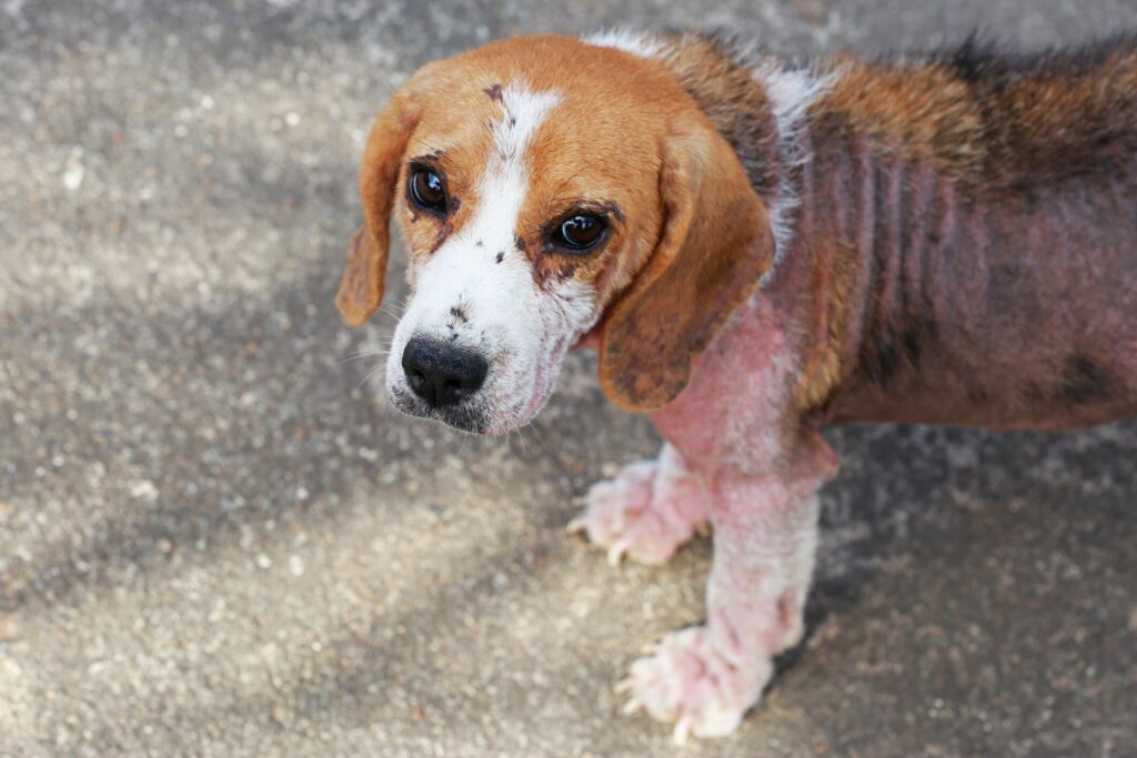 Mange in dogs: A Beagle with mange.