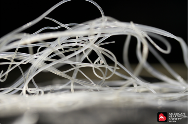 Heartworm Disease in Dogs: Symptoms, Causes and Treatment | PetMD