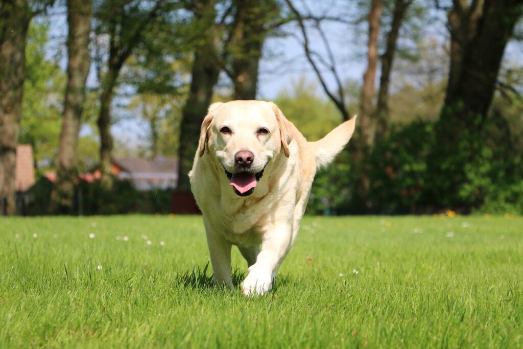 beautiful labrador is walking in the garden