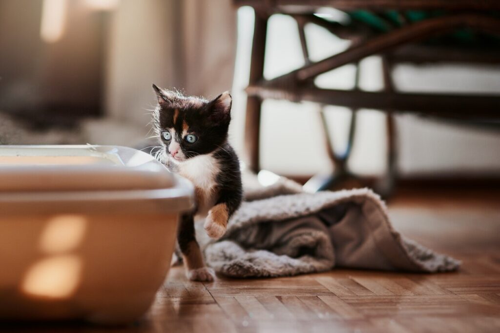 Shot of a fluffy black and white kitten curiously checking out the kitty litter box stock photo