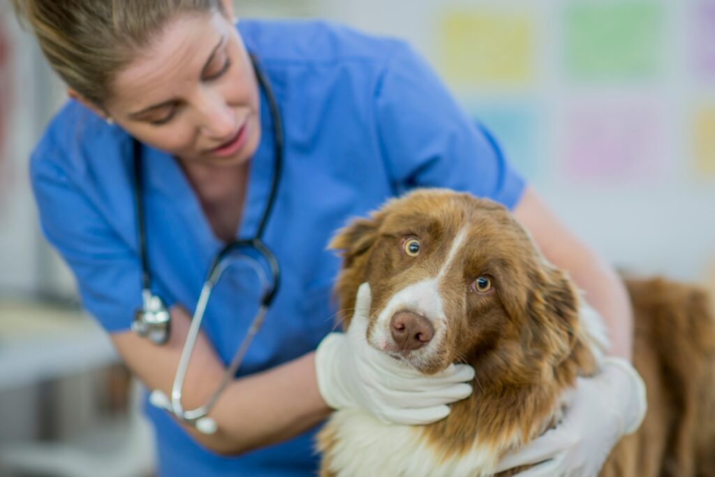 A Caucasian female veterinarian is indoors at a clinic. She is wearing medical clothing. She is looking after a cute border collie dog lying on a table. She is checking the dog's throat while the dog looks at the camera.