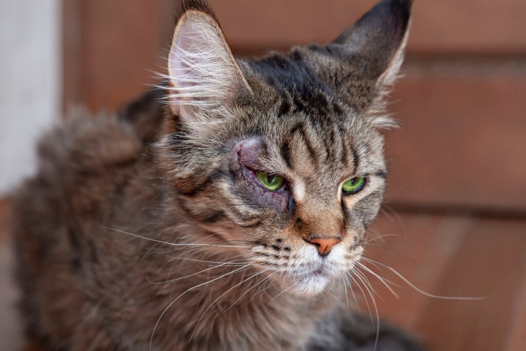 Close-up portrait of cat of Maine coon breed, with surgery on the eye. Recovery process of entropion.