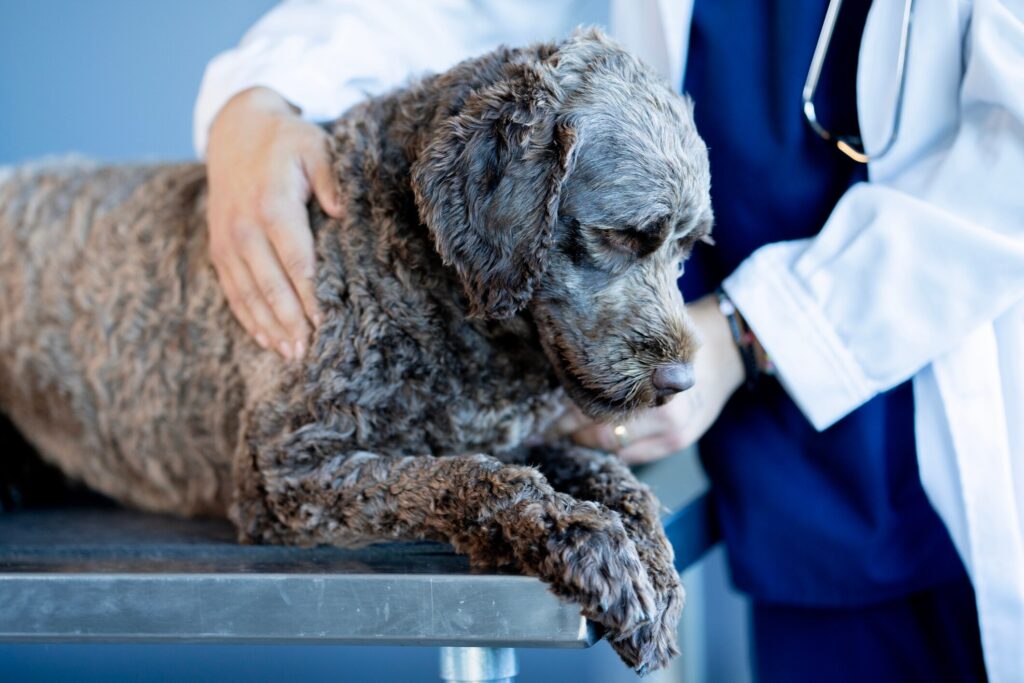 Torn knee ligament in dogs: A dog is examined at the vet.
