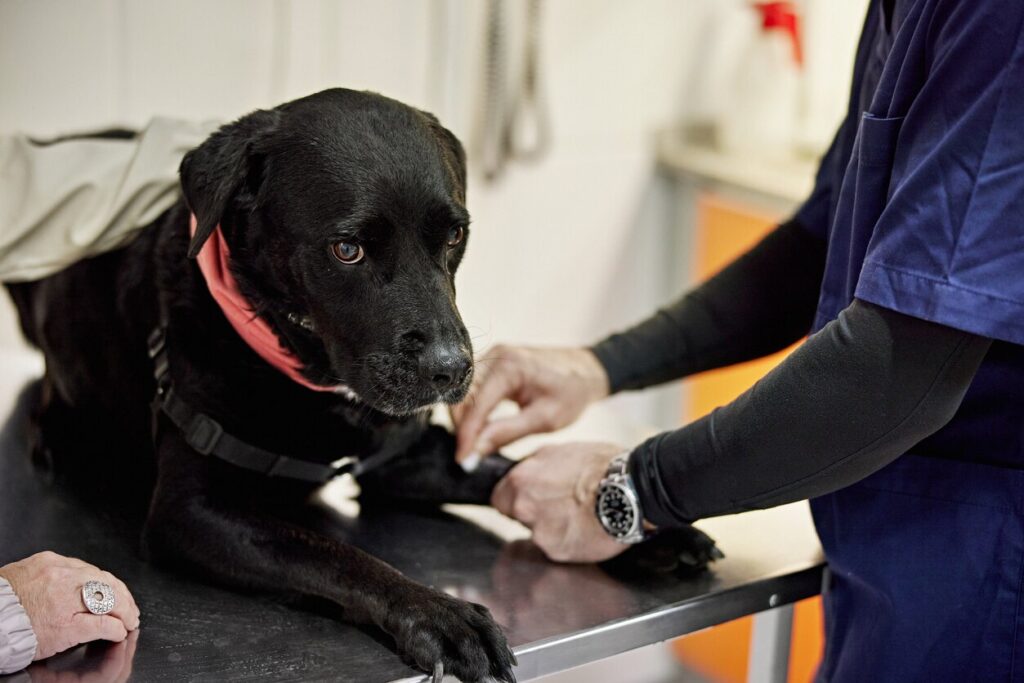 black-lab-at-vet-office-getting-blood-taken-by-vet