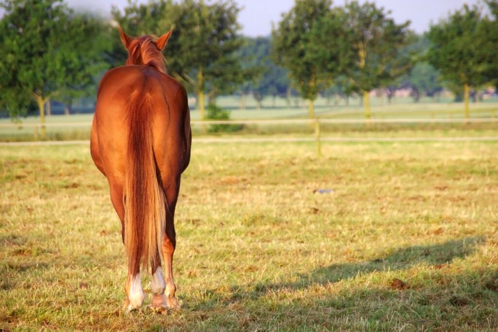 Lonely horse standing in the morning sun