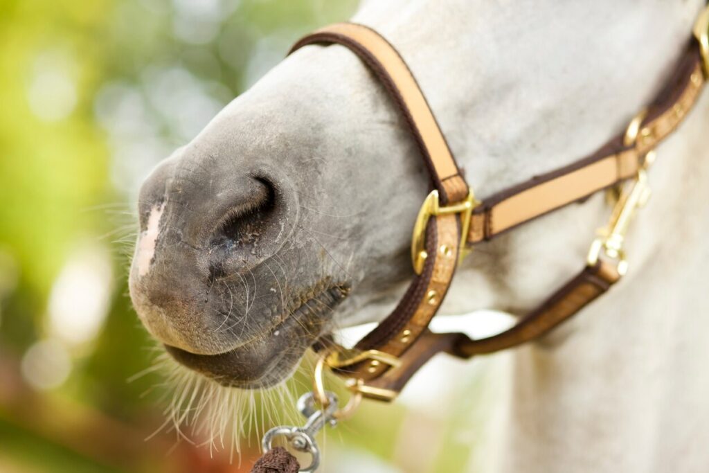 Close-up photo of horses mouth. Very shallow DOF, selective focus on the nose area.