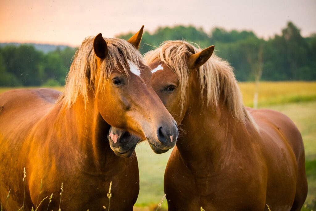 Beautiful, brown horses on the farm during the sunrise.