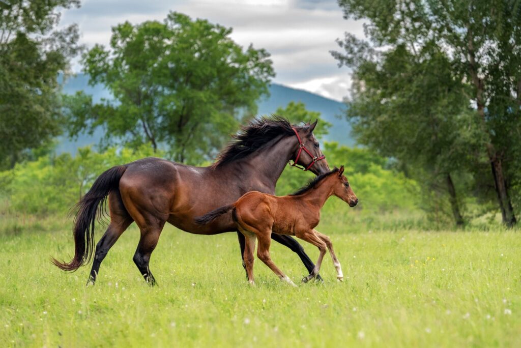 A thoroughbred horse mare runs at a gallop with her foal on a summer green meadow.