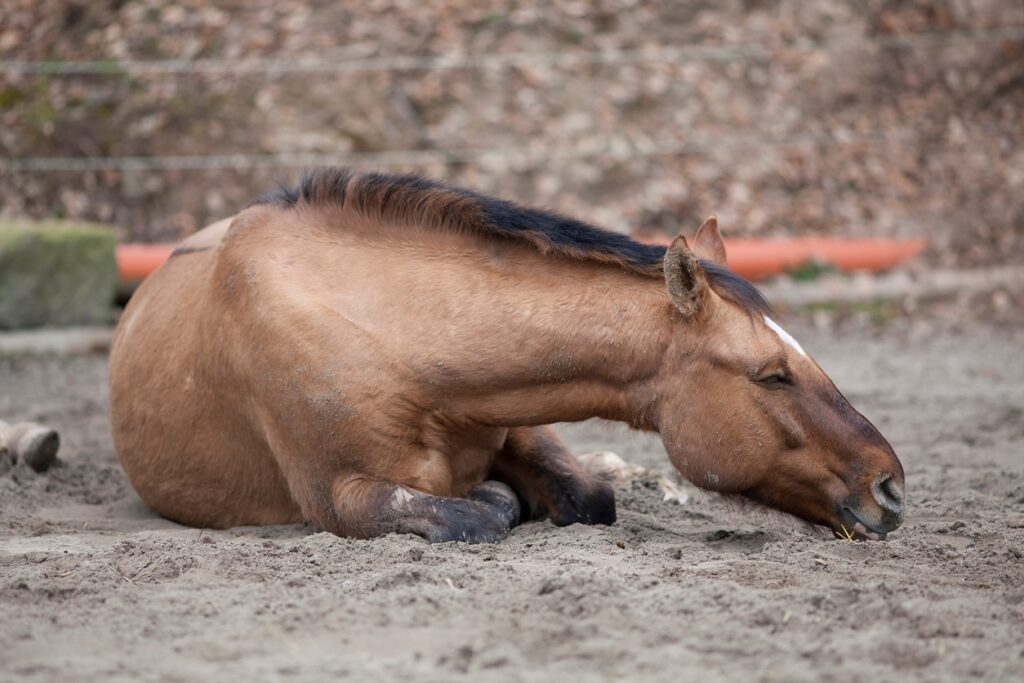 Horse with colic lay down and sleep outside