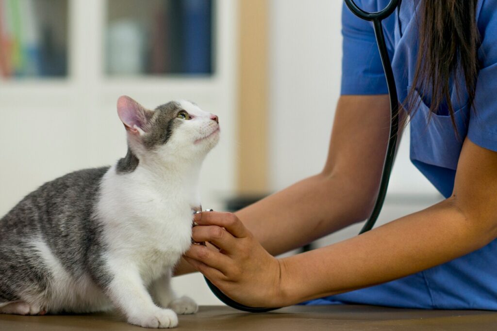 A veterinarian is checking on a a kitten at her office.