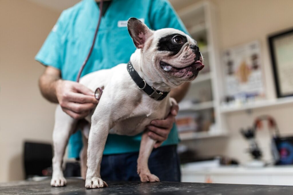 Purebred dog being examined with a stethoscope at veterinarian's office.