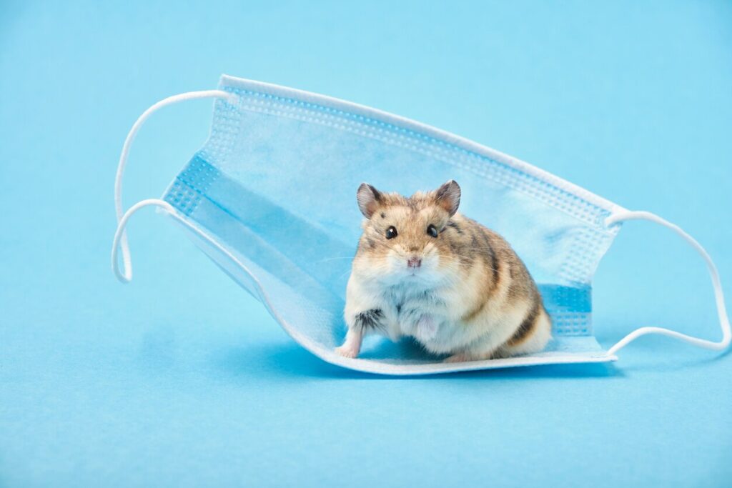 Little hamster and face mask on blue background stock photo