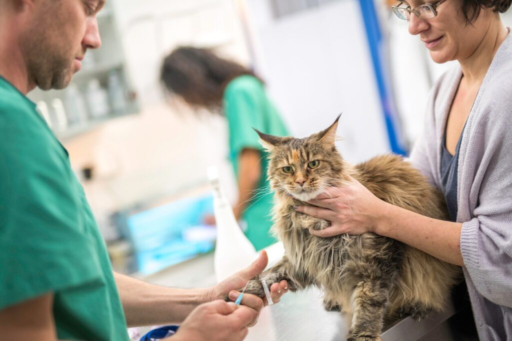 Long-haired cat being held down by its owner while the veterinarian administers a vaccine.