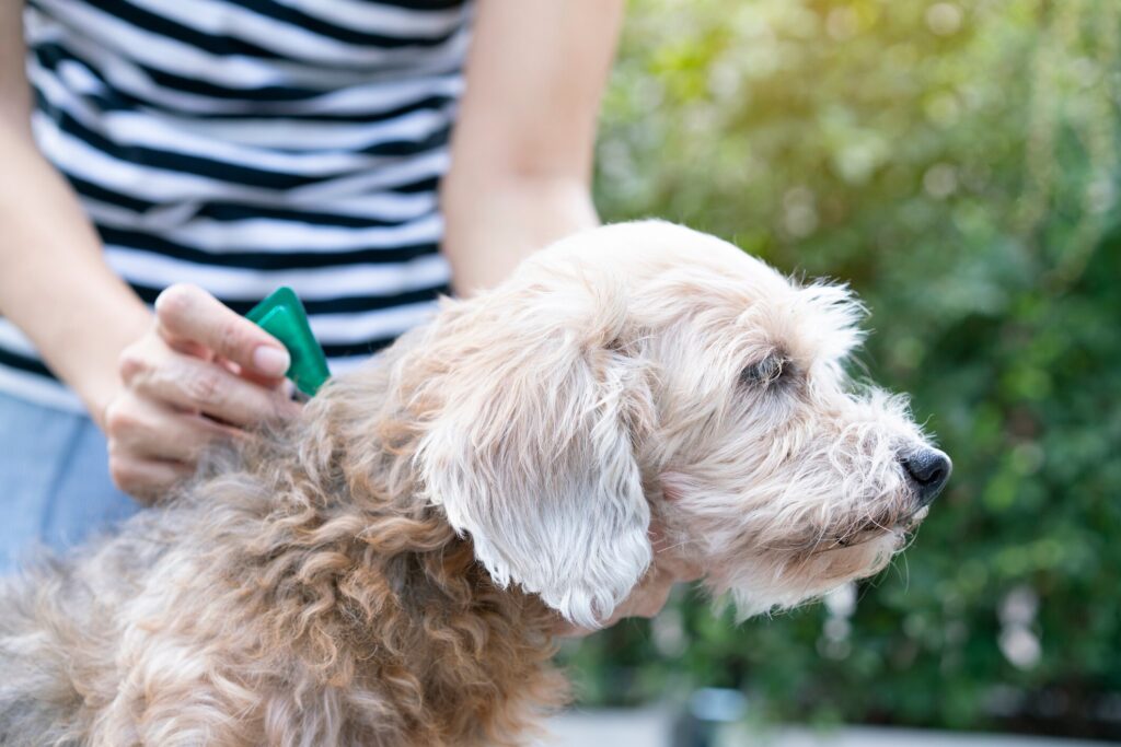 A pet parent gives flea and tick preventative to their pup.