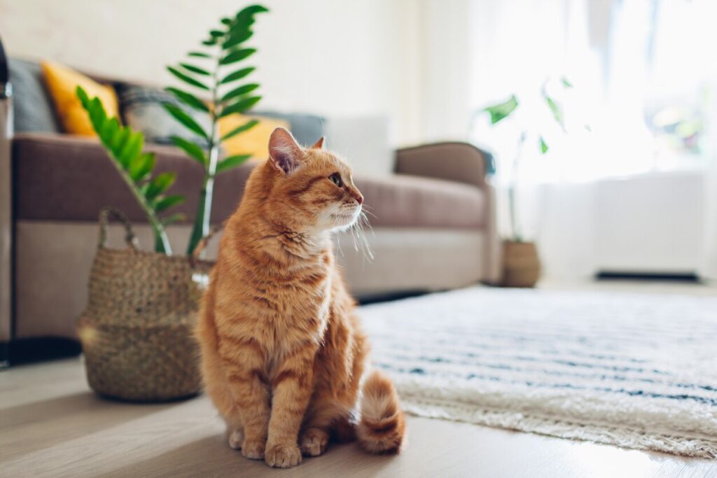 Ginger cat sitting on floor in cozy living room.