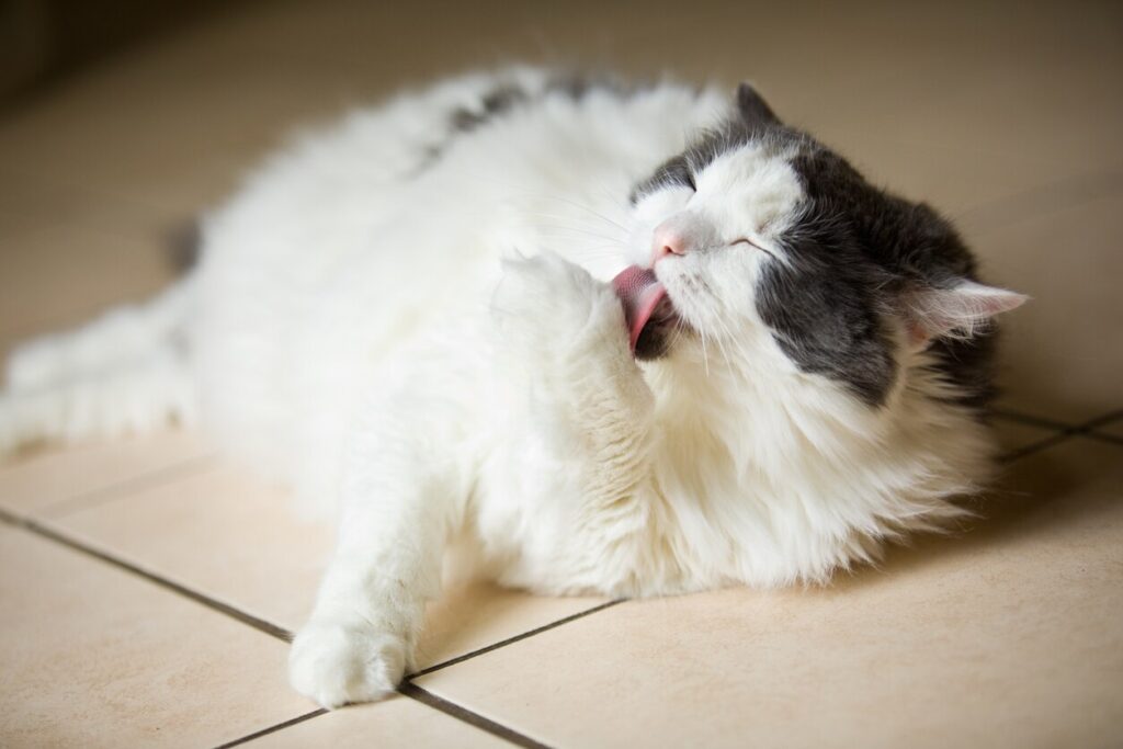 A big white cat laying down and licking herself.